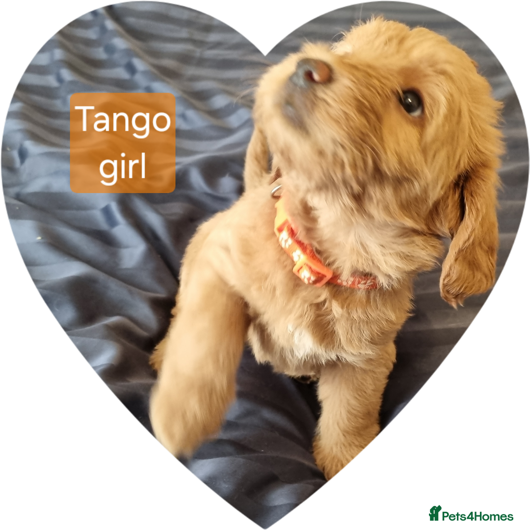 Labradoodle dogs for sale: Outstanding beautiful labradoodles F3b puppies - Image 5
