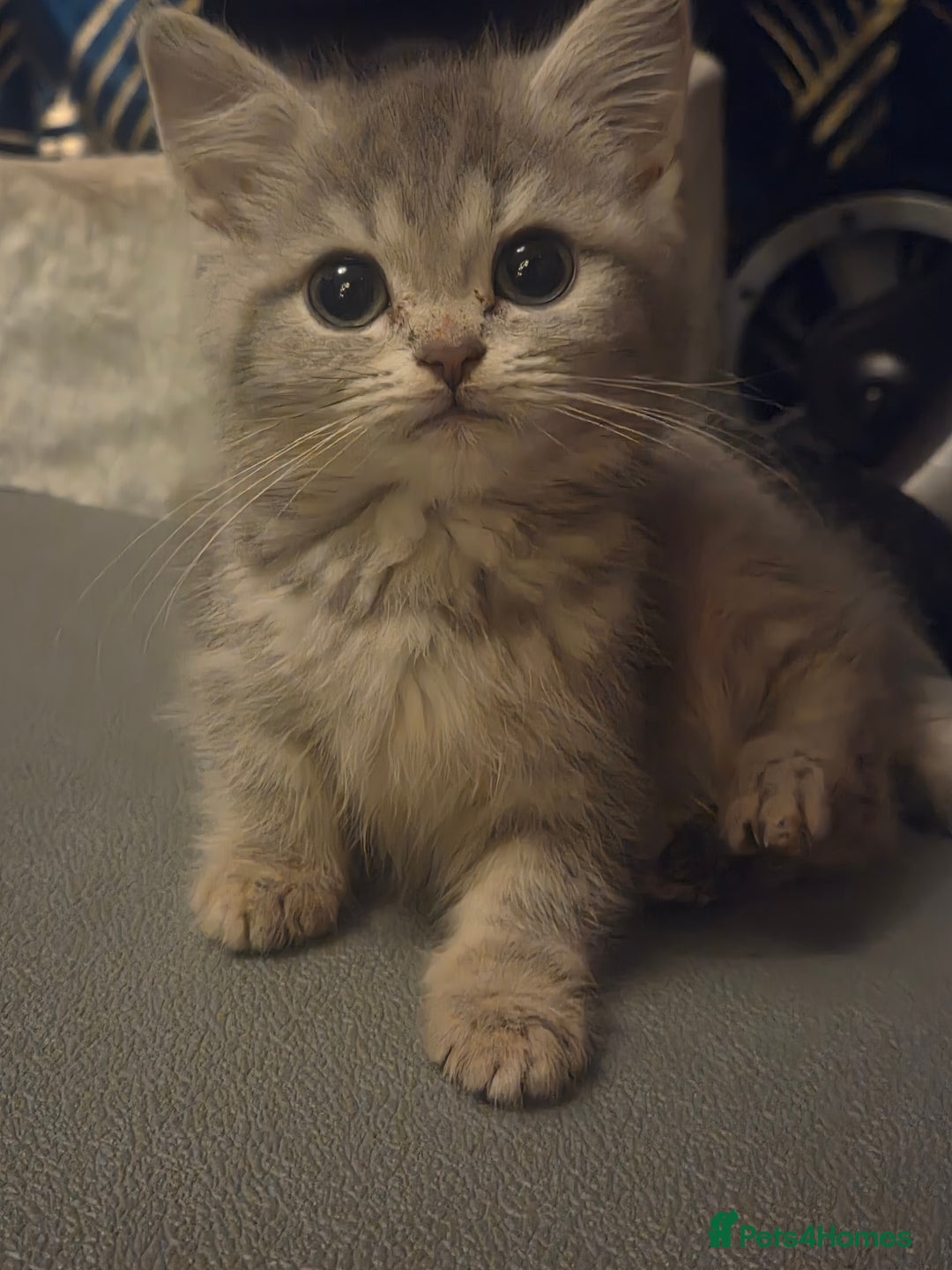 British Shorthair cats for sale: Beautiful kittens ready to go - Advert 3