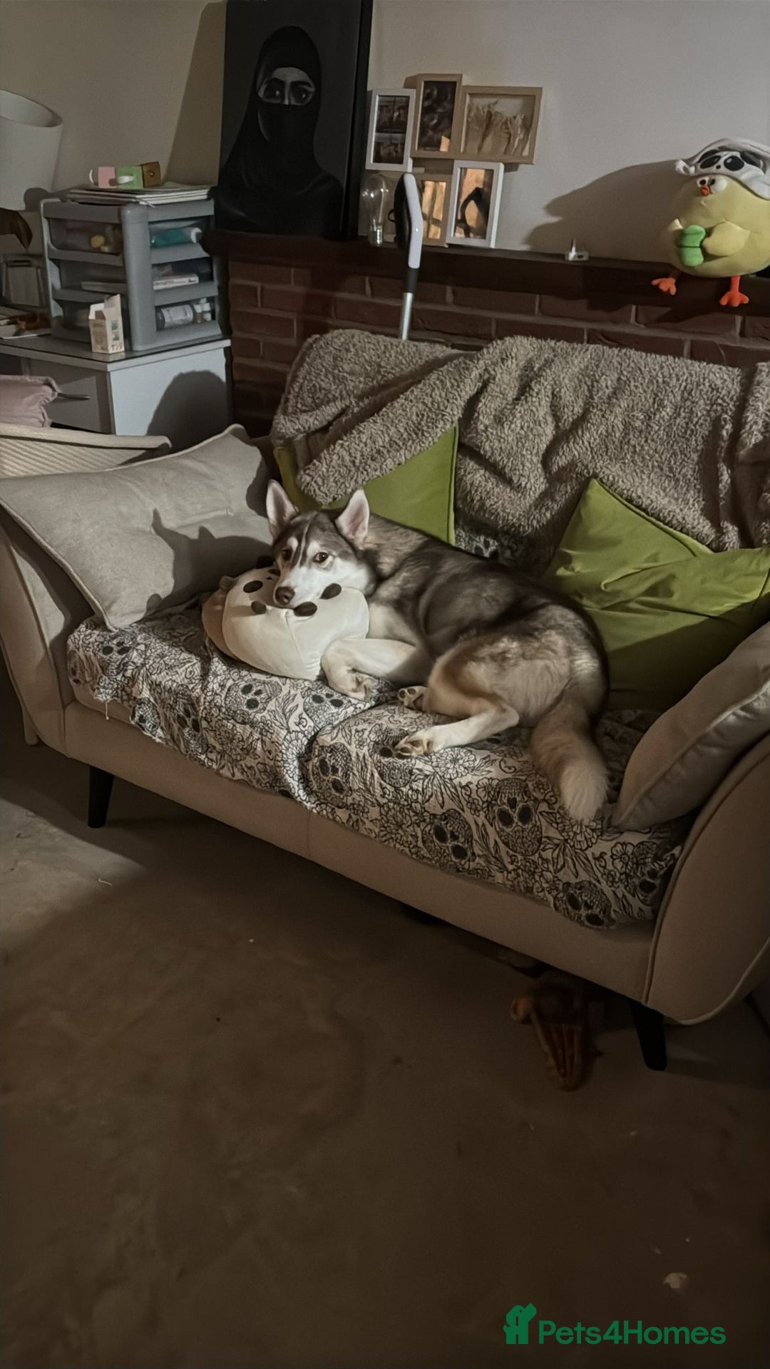Siberian Husky dogs for sale: Remi - 7 month Siberian husky  - Advert 6