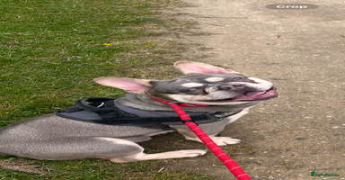 French Bulldog dogs in Harlow - Advert 4