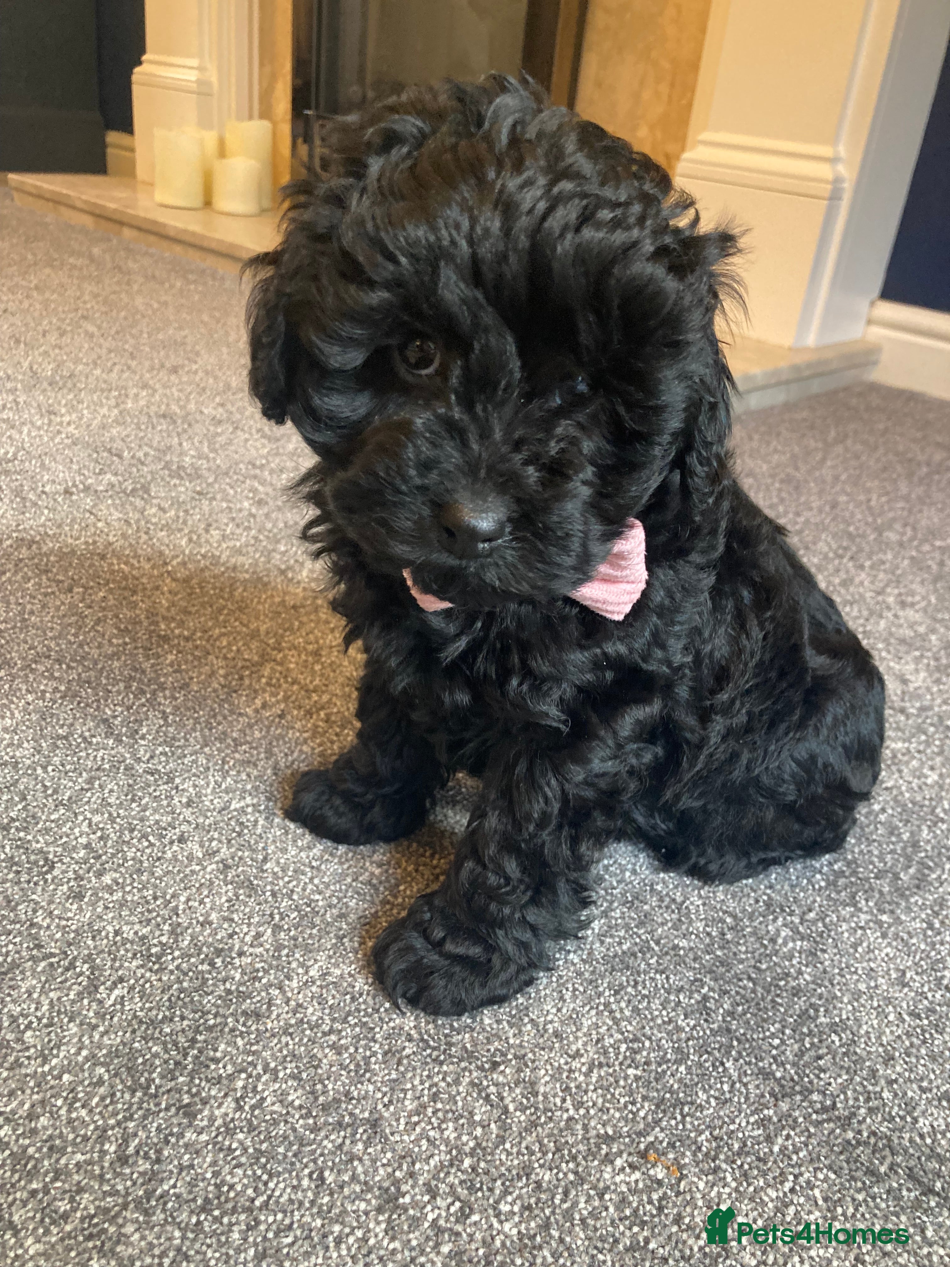 Cavapoo dogs F1b cavapoo girl Available ready now - Advert 1