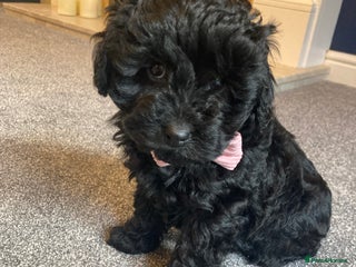 Cavapoo dogs F1b cavapoo girl Available ready now - Advert 1