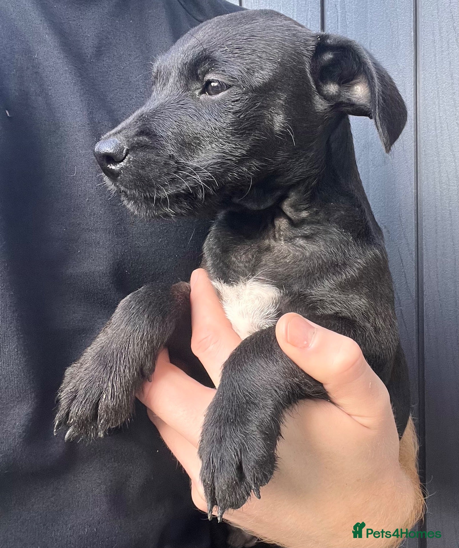 Patterjack dogs Patterdale x Jack Russell  - Advert 1