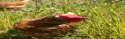 Chickens poultry for sale: Organic Hy-line hens - Advert 4