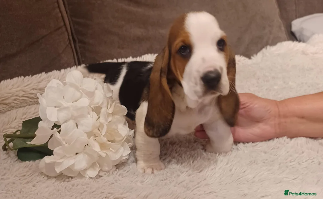 Basset Hound dogs for sale: Beautiful basset hounds - Advert 13