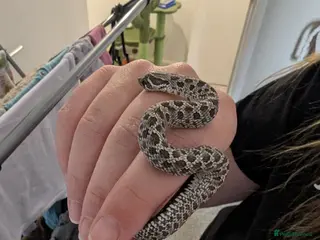 Mixed Breed reptiles 3 snakes for sale (see description) - Advert 2