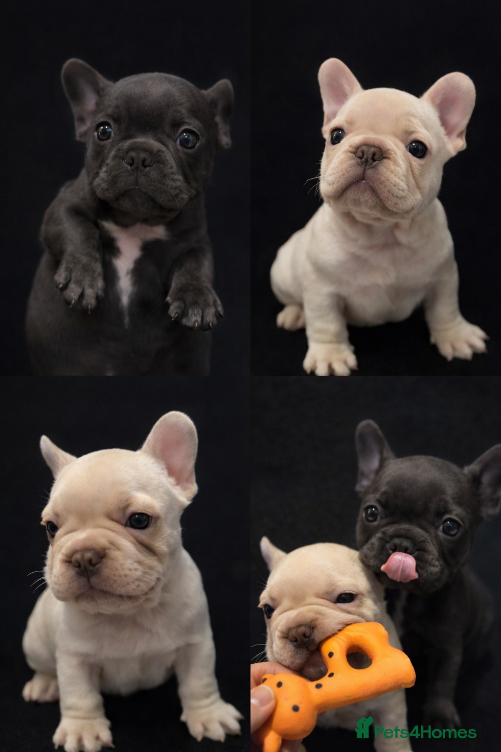 French Bulldog dogs Last 2 french bulldog pups available  - Advert 3