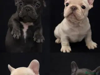 French Bulldog dogs Last 2 french bulldog pups available - Advert 3