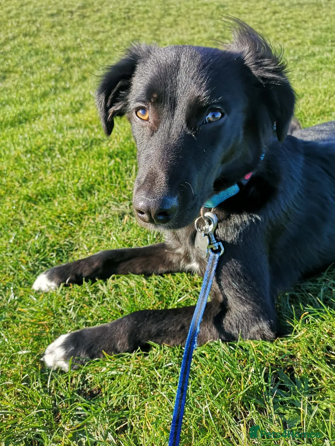 Mixed Breed dogs for adoption: Buddy is looking for a new home  in March - Advert 1