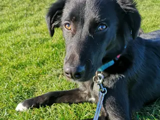 Mixed Breed dogs Buddy is looking for a new home - Advert 1