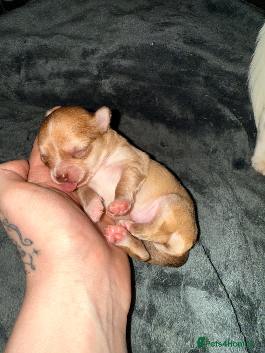 Chihuahua dogs for sale:  **  CHIHUAHUAS  - Advert 5