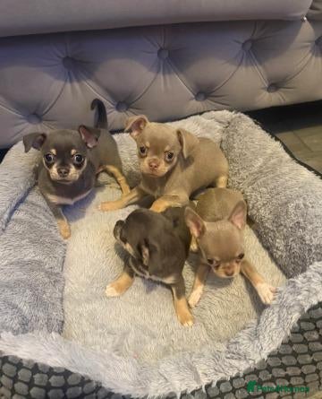 Chihuahua dogs Gorgeous Chihuahua Puppies Ready for New Homes - Advert 5