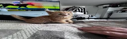 Mixed Breed cats for sale: 1rate ginger female 2 beautiful tabby boys - Advert 15