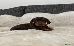 Miniature Dachshund dogs for sale: Miniature daschund puppies - Advert 3