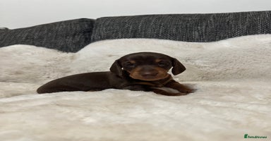 Miniature Dachshund dogs - Advert 2