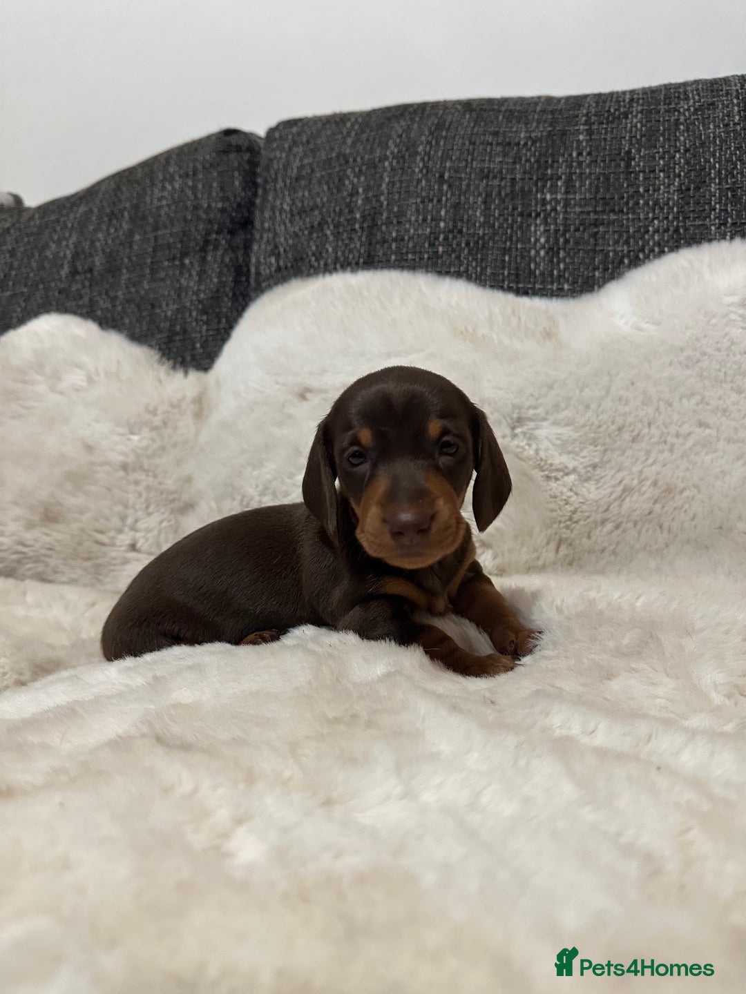 Miniature Dachshund dogs for sale: Miniature daschund puppies - Advert 3