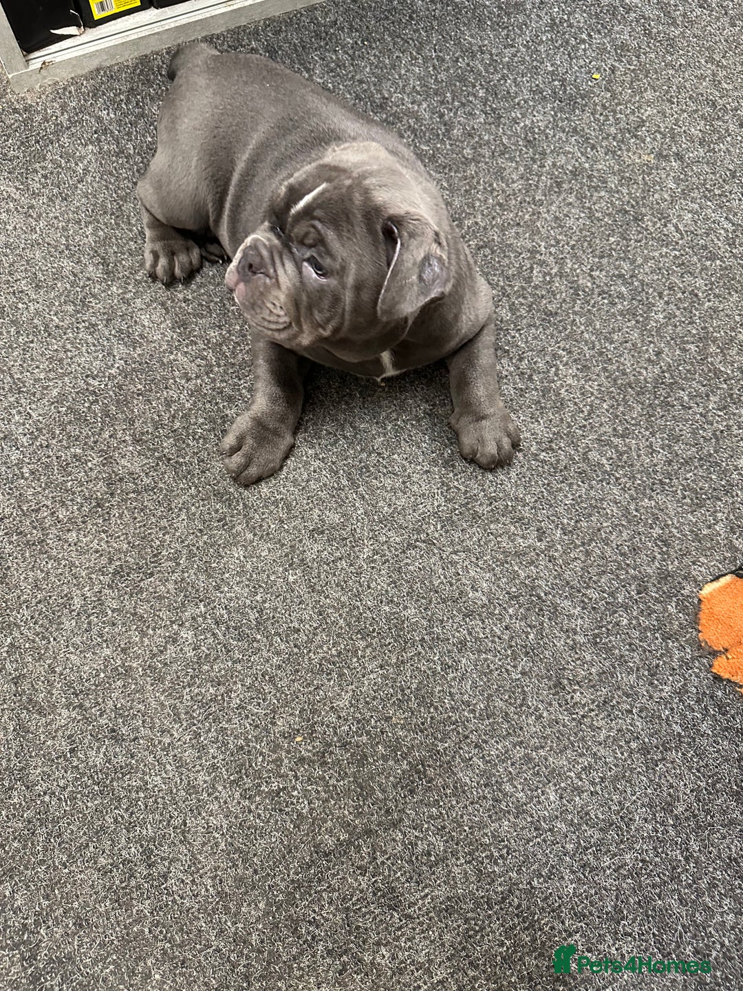 Olde English Bulldogge dogs for sale: 2 male gorgeous Ild English Bulldogs - Image 4