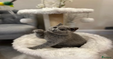 British Shorthair cats - Advert 3