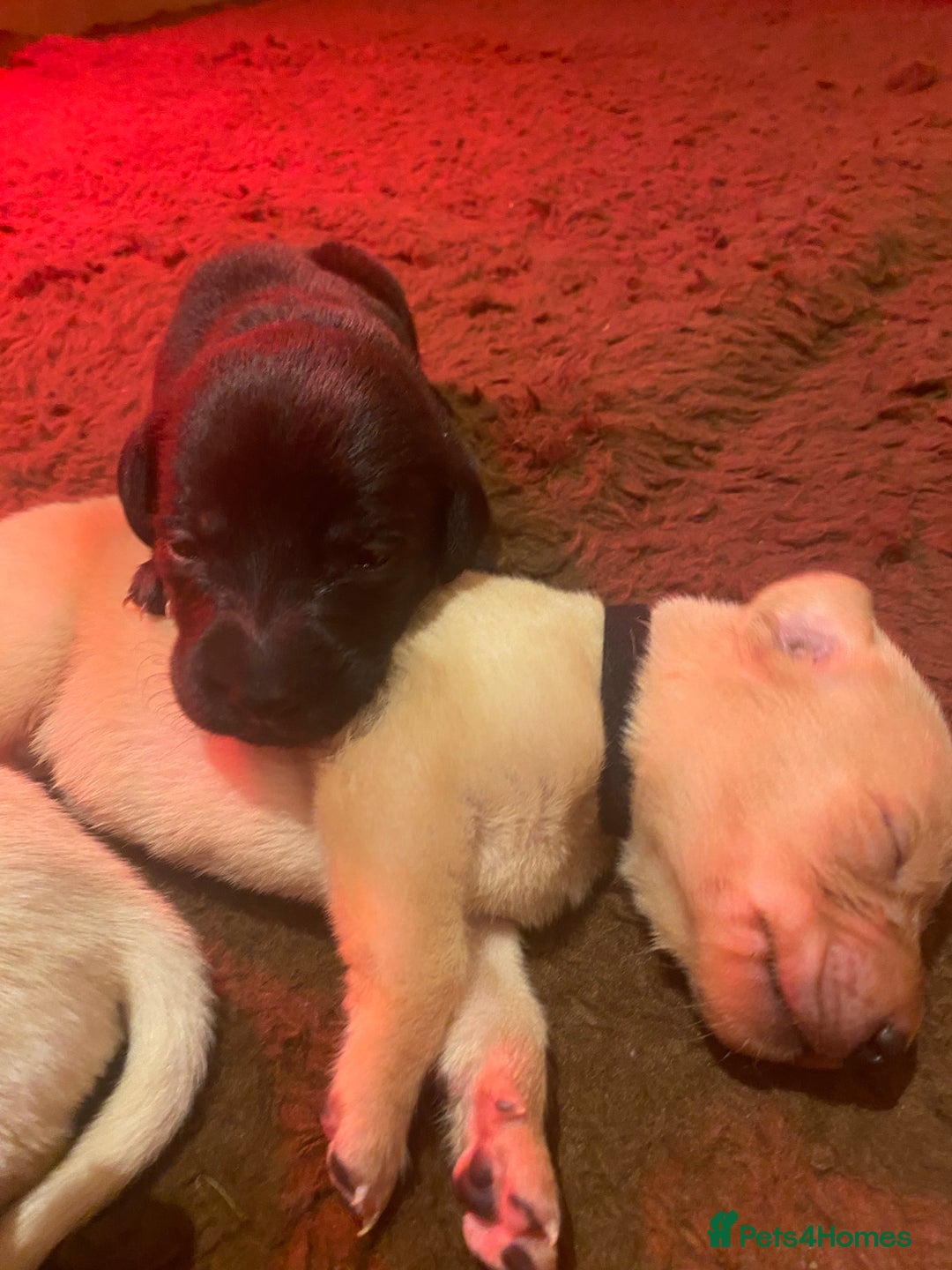 Labrador Retriever dogs for sale: KC registered Labrador puppies - Advert 15