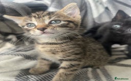 Mixed Breed cats for sale: chunky kittens - Image 5
