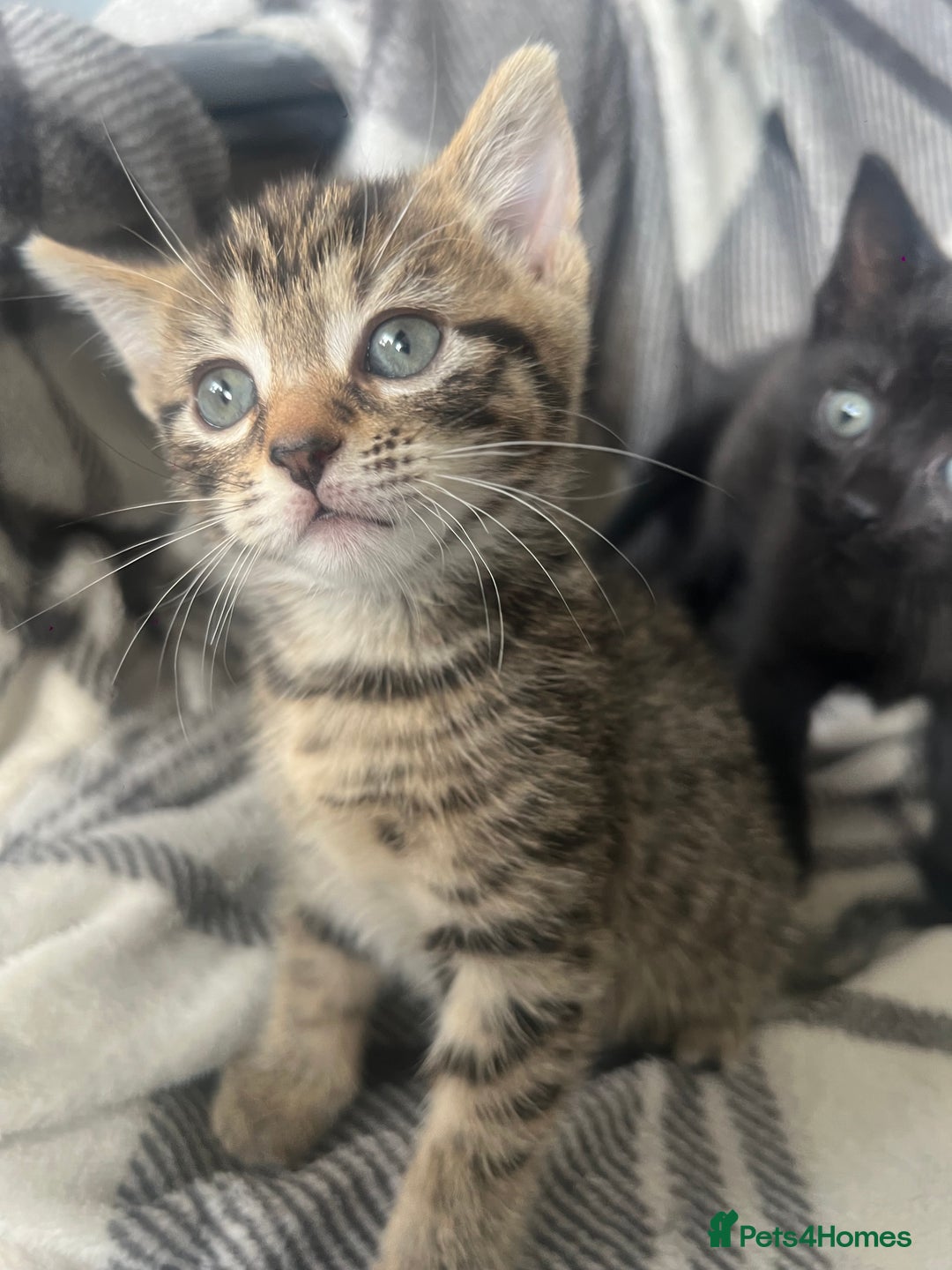 Mixed Breed cats for sale: chunky kittens - Image 5