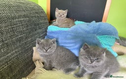 British Shorthair cats for sale: Beautiful British Shorthair kittens - Image 3