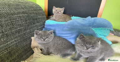 British Shorthair cats - Advert 9