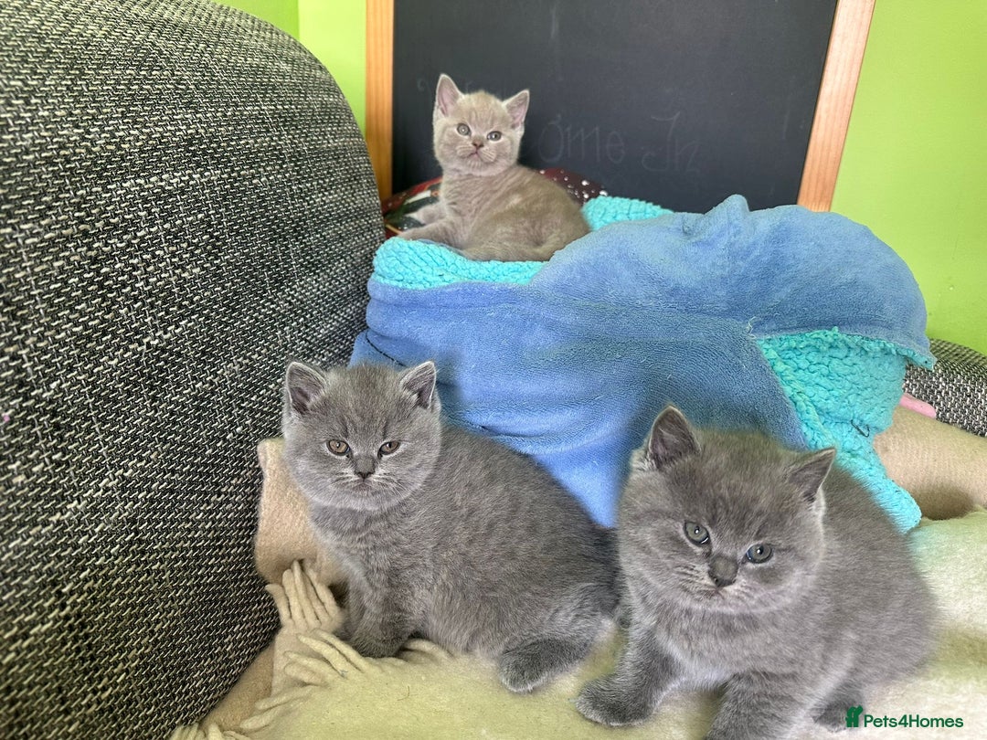 British Shorthair cats for sale: Beautiful British Shorthair kittens - Image 3