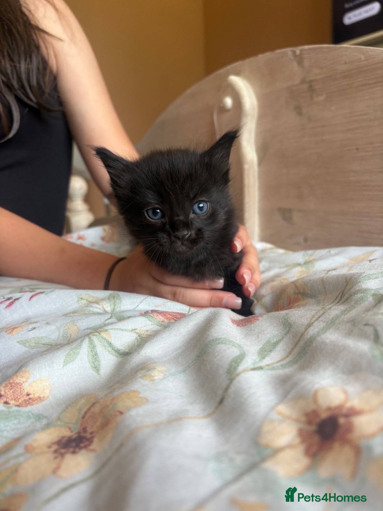 Mixed Breed cats for sale: Kittens!! in Boston - Advert 9