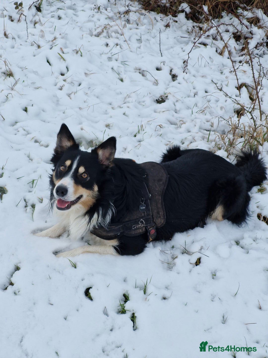 Border Collie dogs for stud: Welsh collie tri colour  - Advert 5