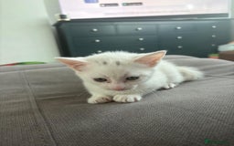 Domestic Shorthair cats for sale: 4 beautiful kittens   - Image 5