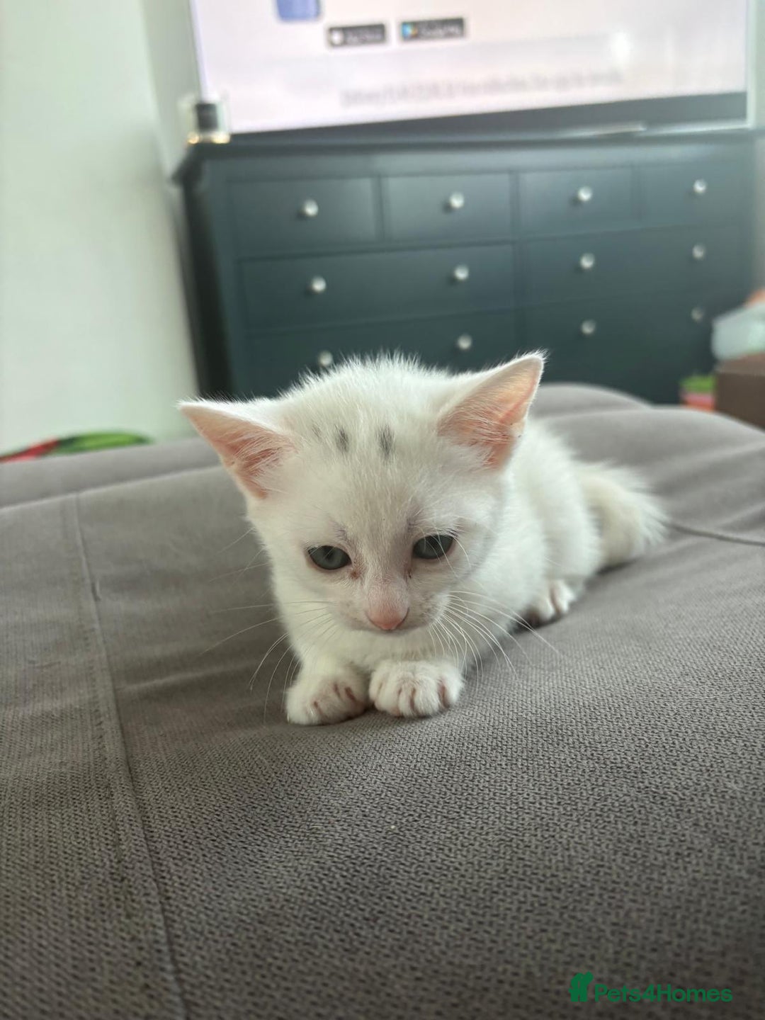 Domestic Shorthair cats for sale: 4 beautiful kittens   - Image 5