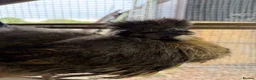 Chickens poultry for sale: Silkie Chickens, Chicks & Hatching Eggs Available - Advert 2