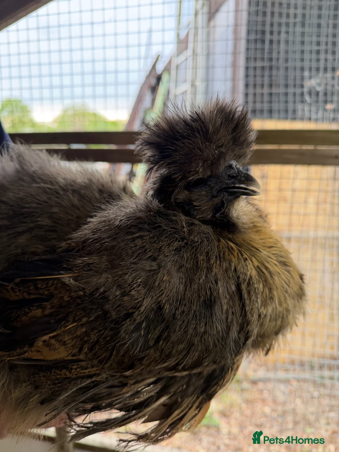 Chickens poultry for sale: Silkie Chickens, Chicks & Hatching Eggs Available - Advert 2