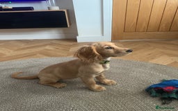 Cocker Spaniel dogs for sale: Working cocker - Image 1