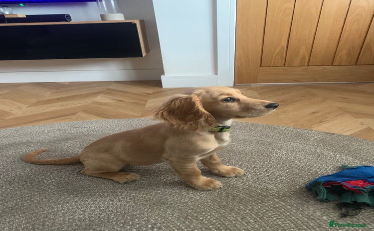 Cocker Spaniel dogs - Advert 11