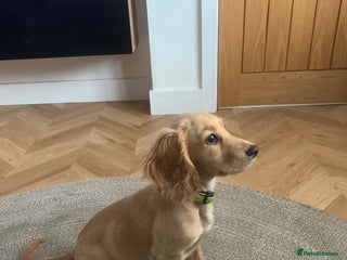 Cocker Spaniel dogs for sale - Advert 1