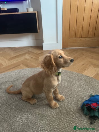 Cocker Spaniel dogs - Advert 2