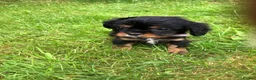 Cavalier King Charles Spaniel dogs for sale: Cavalier King Charles puppies  - Advert 4