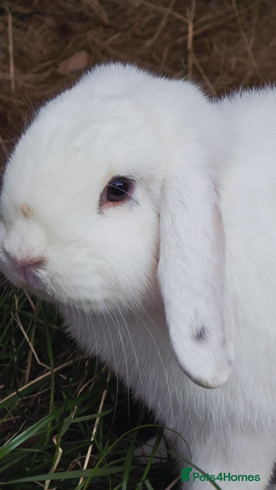 Mini Lion Lop rabbits Two Mini Lops - Male  - Advert 2