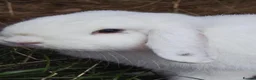 Mini Lion Lop rabbits for sale: Two Mini Lops - Male  - Advert 1