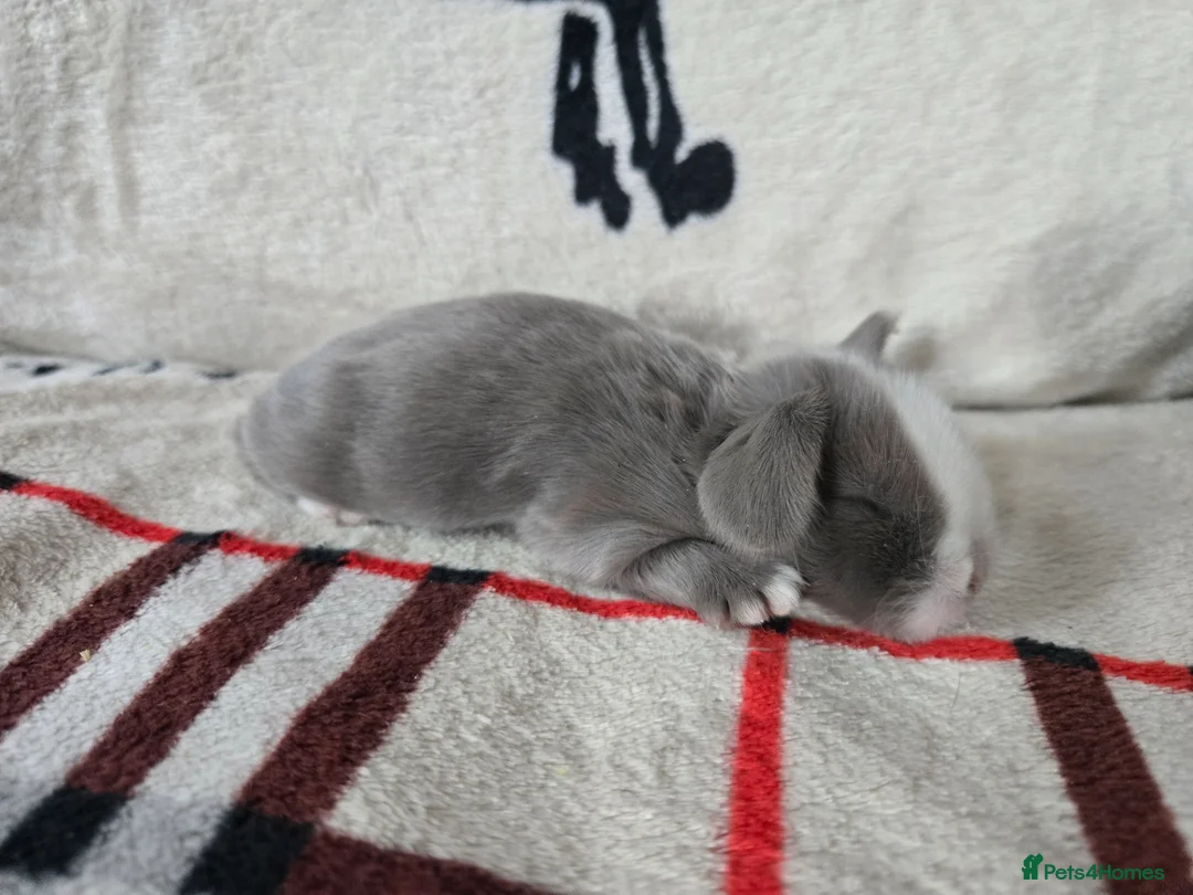 Mini Lop rabbits for sale: Stunning mini lops - Advert 17