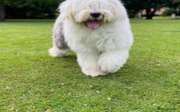 Old English Sheepdog dogs for stud: Stud KC Old English Sheepdog in Peterborough - Image 3