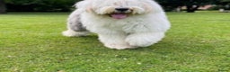 Old English Sheepdog dogs for stud: Stud KC Old English Sheepdog in Peterborough - Advert 3