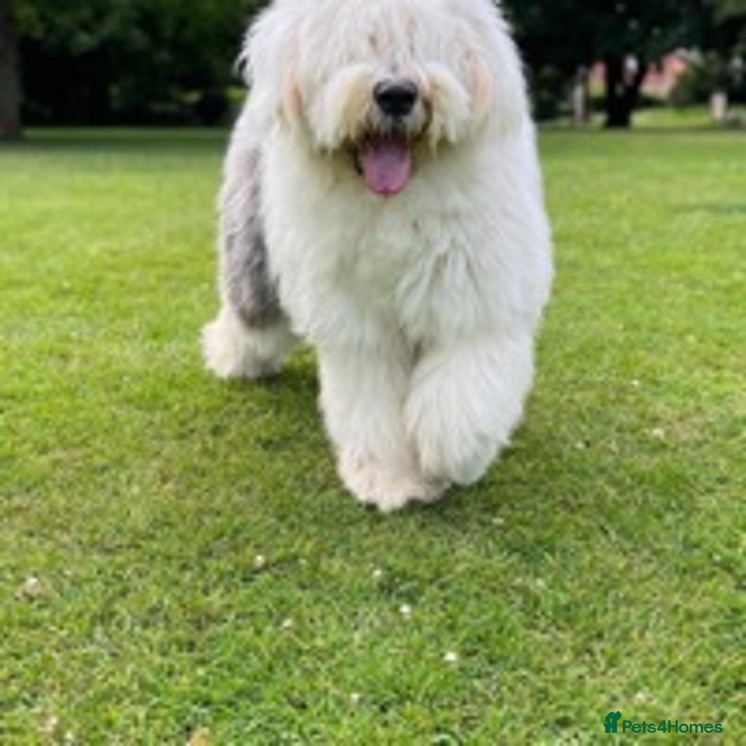 Old English Sheepdog dogs for stud: Stud KC Old English Sheepdog in Peterborough - Image 3