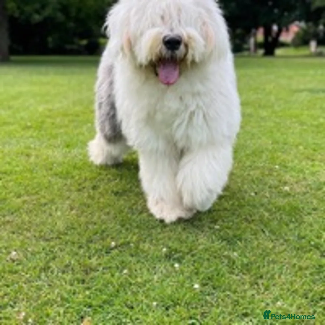 Old English Sheepdog dogs for stud: Stud KC Old English Sheepdog in Peterborough - Advert 3