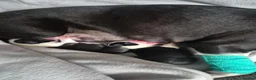 Boston Terrier dogs for sale: X2 Stunning Male Boston Terrier Puppies  in Newcastle upon Tyne - Advert 35