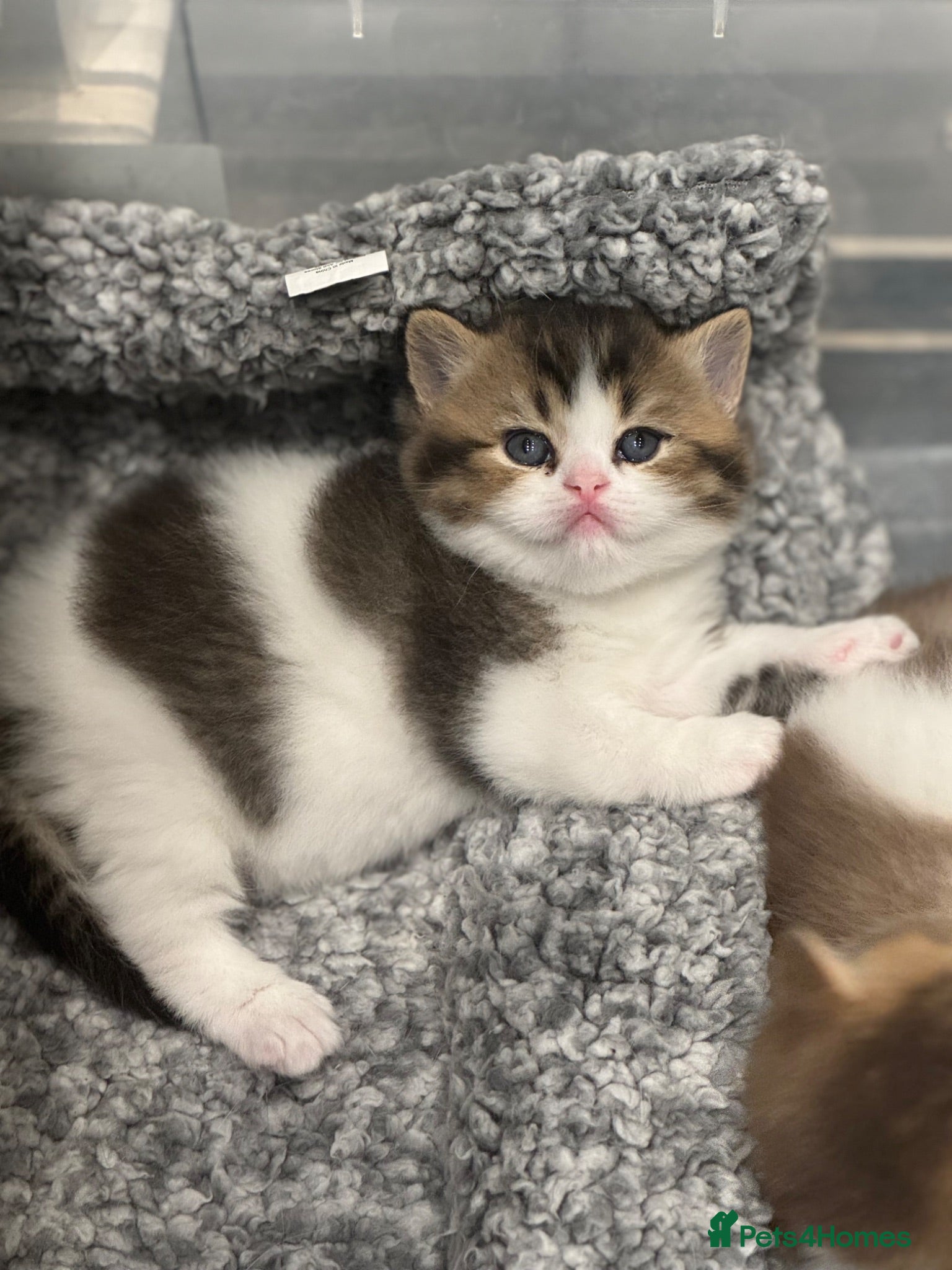 British Shorthair cats Brown Black ticked tabby white TICA reg - Advert 7