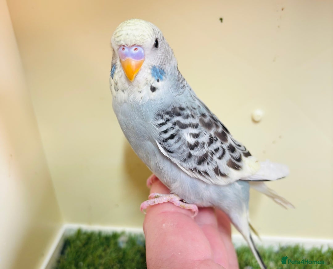 Budgerigars birds for sale: Beautiful baby budgies for sale  - Image 27
