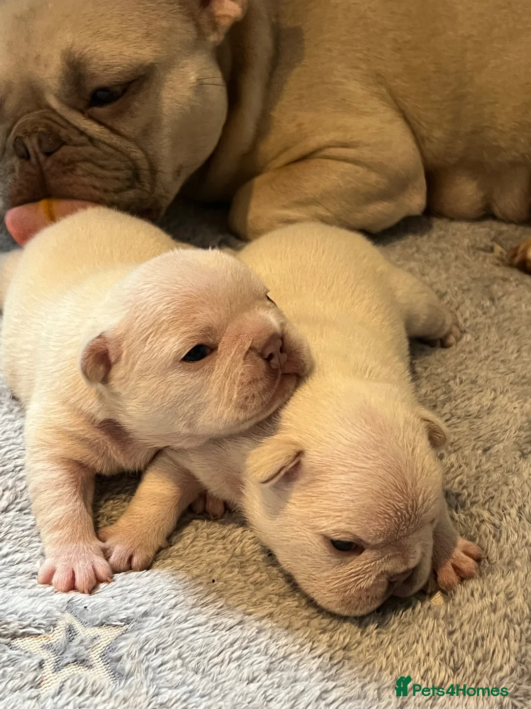 French Bulldog dogs for sale: KC Frenchies, platinum/blue sable  - Advert 1
